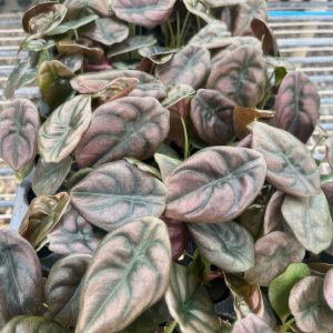 Alocasia cuprea ‘Red Secret’