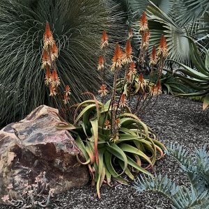 Aloe vanbalenii