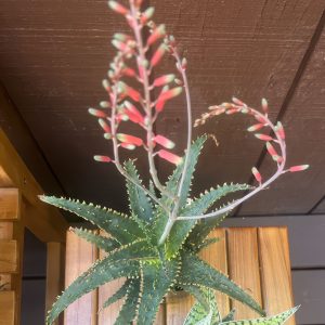 Aloe 'Wahoo'
