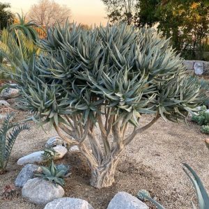 Aloidendron ramosissima