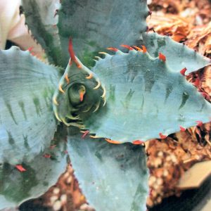 Agave Frosty Crystal