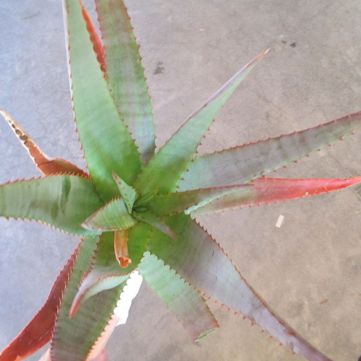 Aloe 'Moonglow'