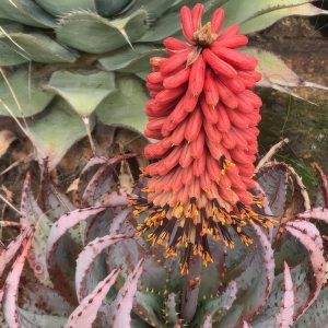 Aloe peglerae