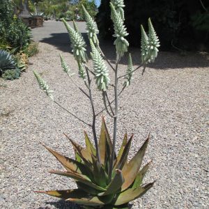 Aloe tomentosa