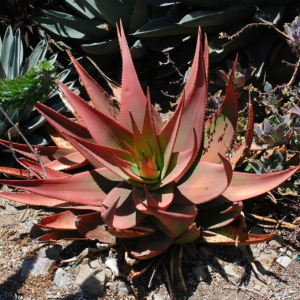 Aloe ukambensis ‘Regal Red’