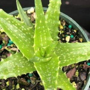 Aloe dorotheae 'Canary Yellow'