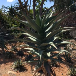 Aloe 'Samson'