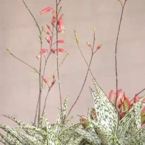 Aloe hybrid ‘Silver Star’ (aka ‘Guido’)