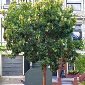 Arbutus ‘Marina’