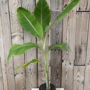 Banana Musa acuminata ‘Blue Java’