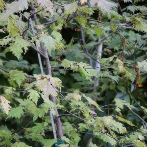 Corylus avel. 'Epsilon'