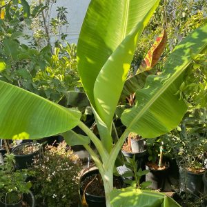 Banana Musa ‘Goldfinger’