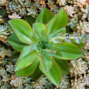 Echeveria subrigida 'Fire and Ice'