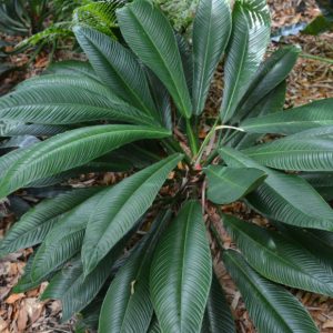 Philodendron Lynette
